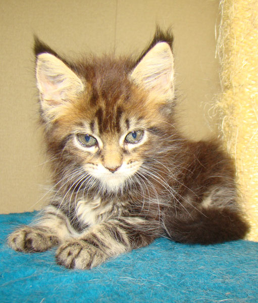  - Catsvill County,    ,   ,   ,   ,    ,   ,   ,  ,  ,   ,   ,   ,   ,   ,   ,  -,  -,  ,kittens maine coon, maine coon cattery, cats, cat,breed, kittens,     ,   ,    